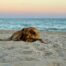 Hund am Strand während Schreibpausen bei der Meerschreibzeit