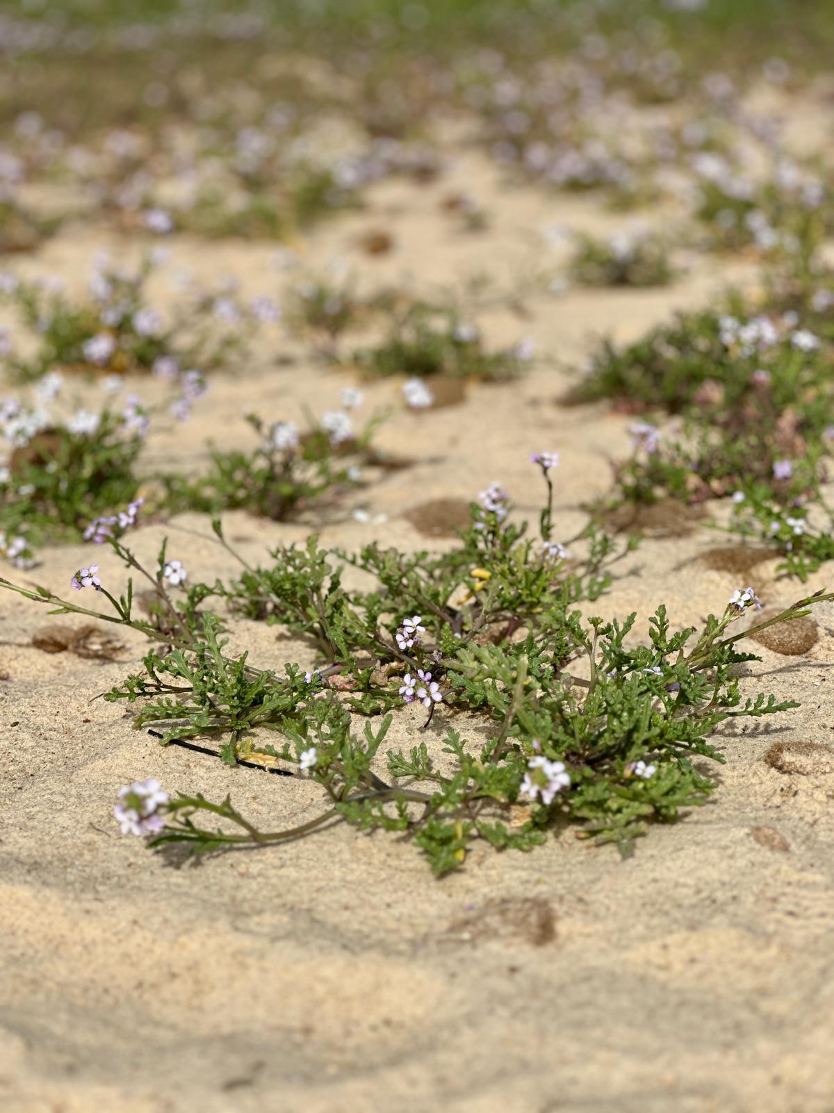 momente-meerschreibzeit2025-blumen-am-strand