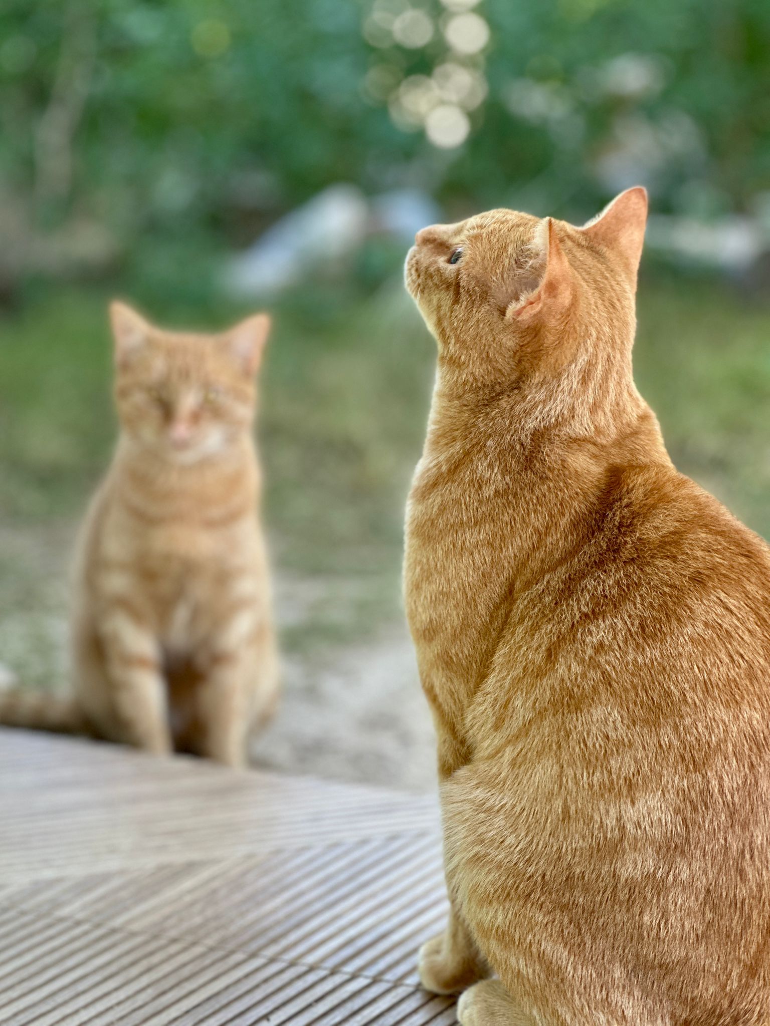 momente-meerschreibzeit2025-katzen