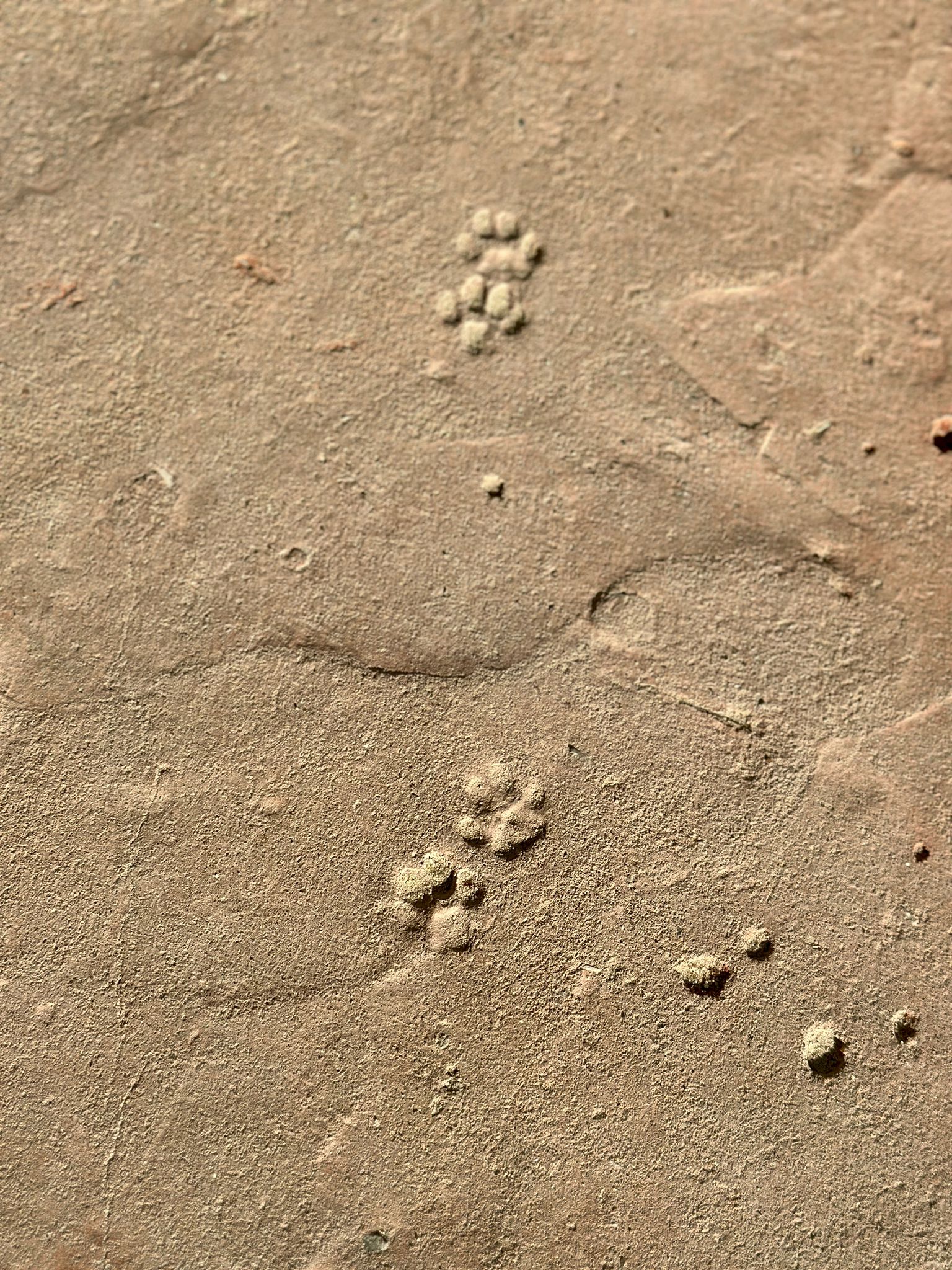 momente-meerschreibzeit2025-katzenpfoten-beton