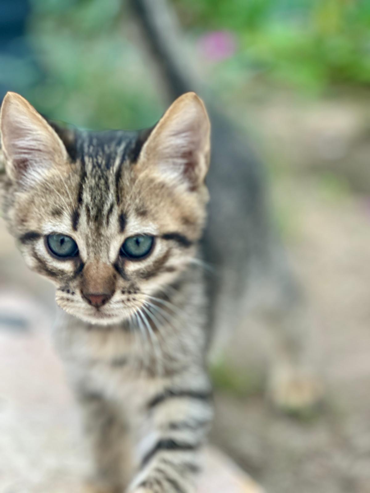momente-meerschreibzeit2025-kleine-katze-frontal